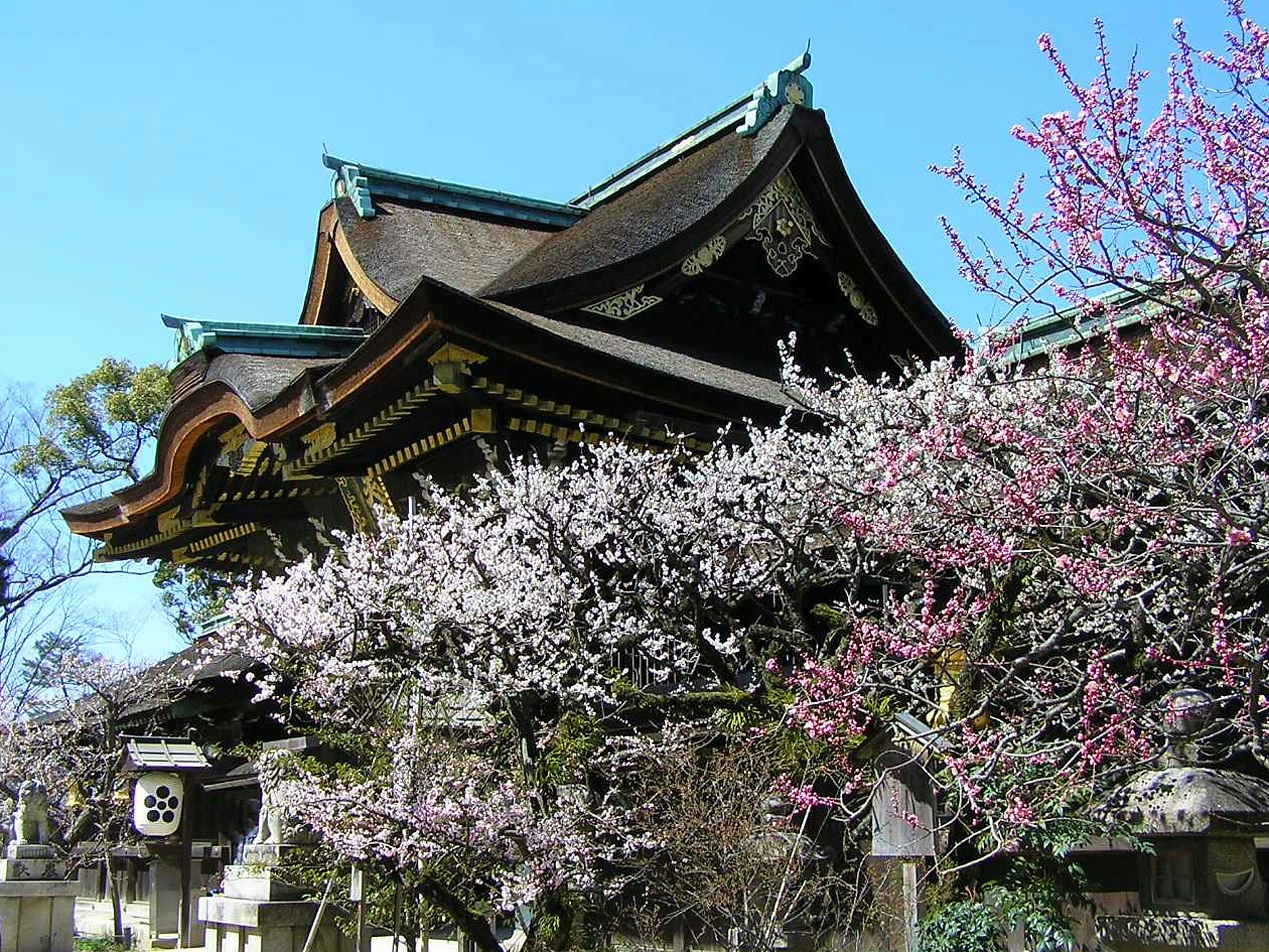 日本の風景 梅の花咲く頃 京都北野天満宮 壁紙19x1440 壁紙館