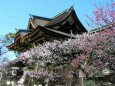 梅の花咲く頃・京都北野天満宮