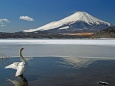 白鳥の湖