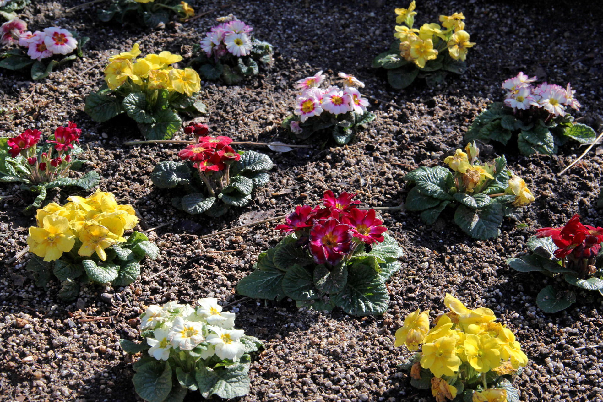 花 植物 早春の譜 寄せ植え花壇 壁紙19x1280 壁紙館