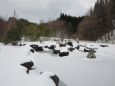 2018年1月のミニ日本庭園