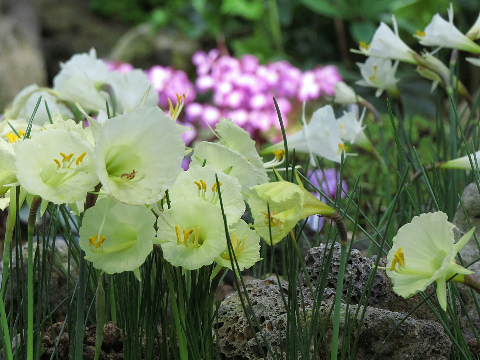 花 植物 原種系水仙 ナイロン 壁紙19x1440 壁紙館