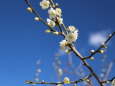 青空に咲く梅の花