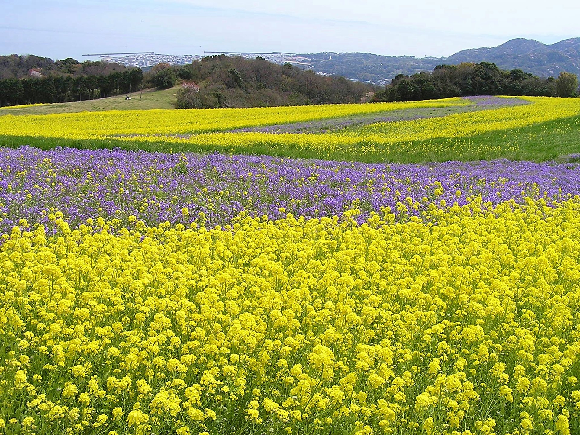 日本の風景 菜の花咲く春うららの頃 壁紙19x1440 壁紙館