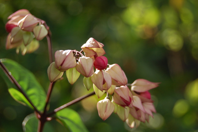 ベニゲンペイカズラもうすぐ開花