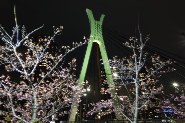 河津桜と中央大橋