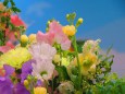 和歌山の早春の花