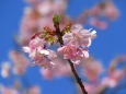 咲きはじめた河津桜