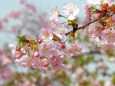 やわらかな色合い・河津桜