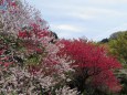 西行法師ゆかりの弘川寺の花桃