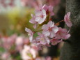 河津桜