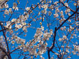 早春の空と梅の花