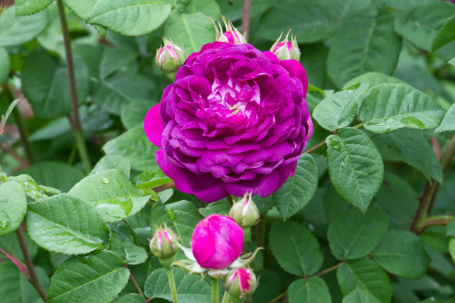 カーディナル ドゥ リシュリュー