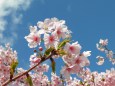 春の光に咲く河津桜