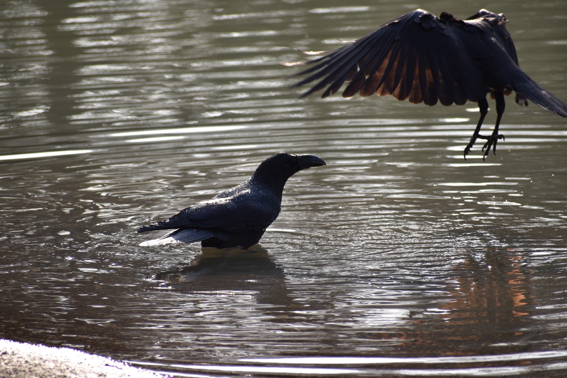 動物 鳥 ペンギン 代々木公園のカラスは行水好き 壁紙19x1280 壁紙館