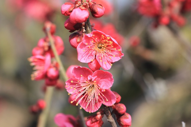 お寺に咲く紅梅