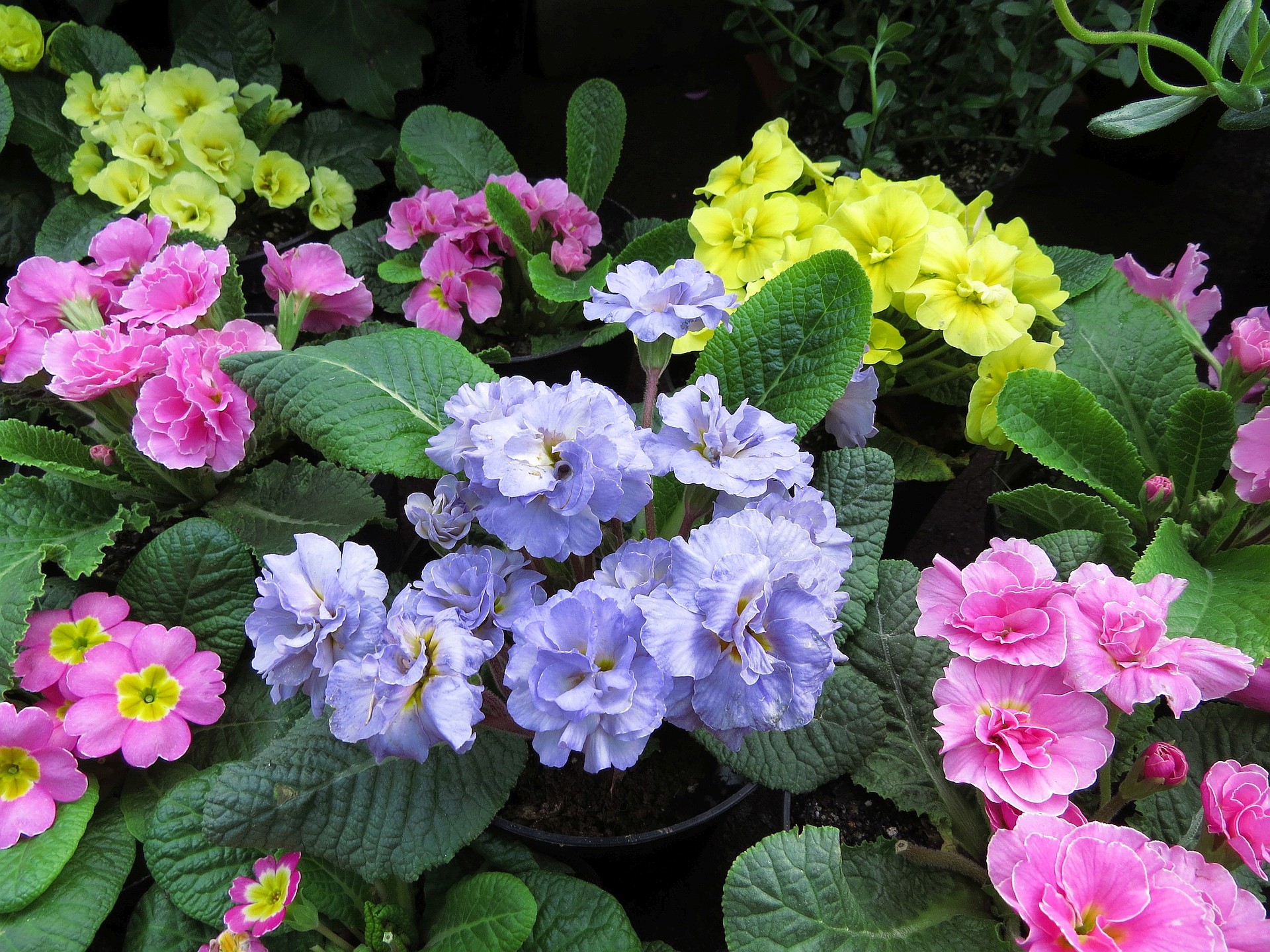 花 植物 薄紫のプリムラジュリアン 壁紙19x1440 壁紙館