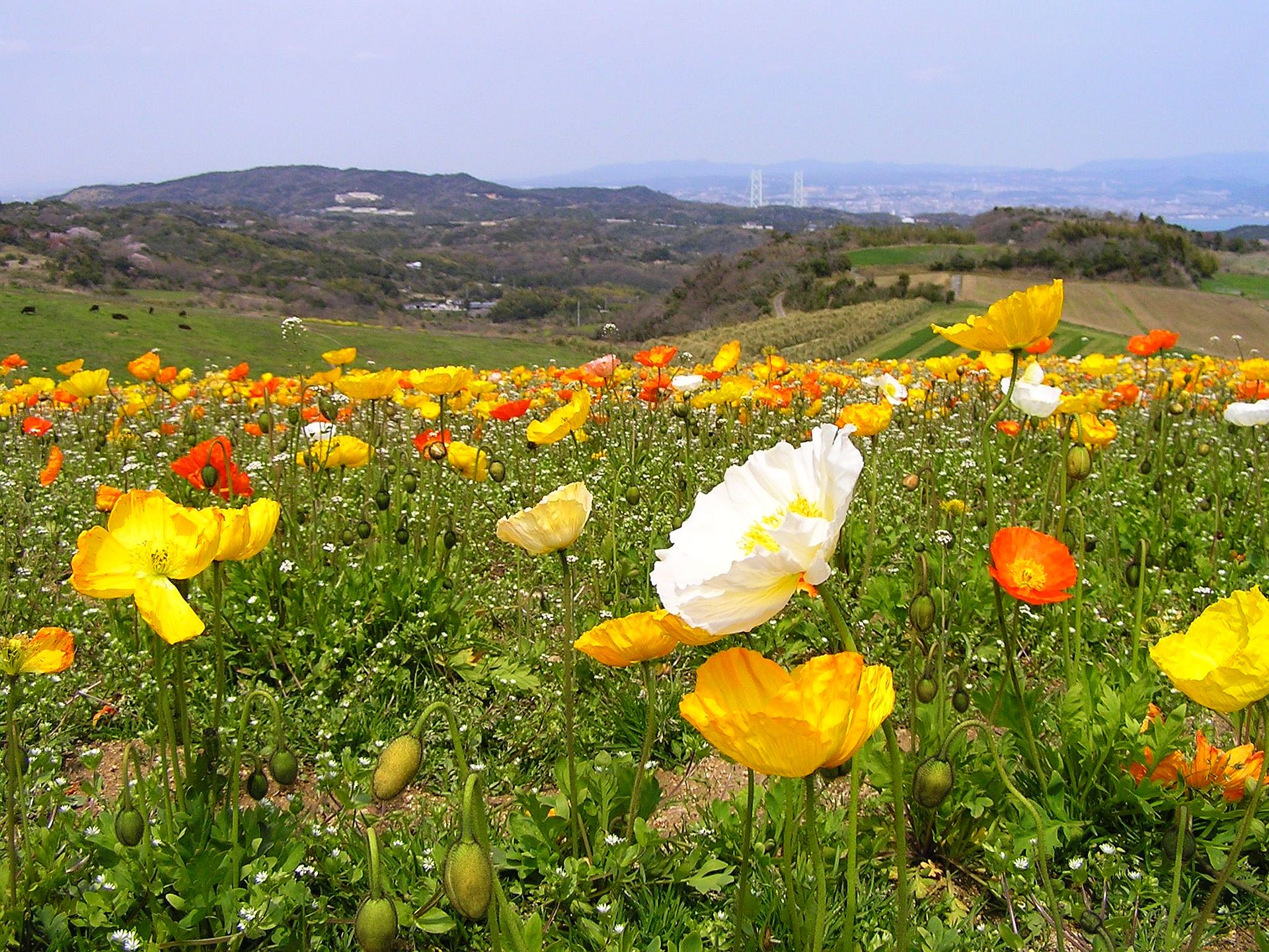 日本の風景 アイスランドポピーの花畑 壁紙19x1440 壁紙館