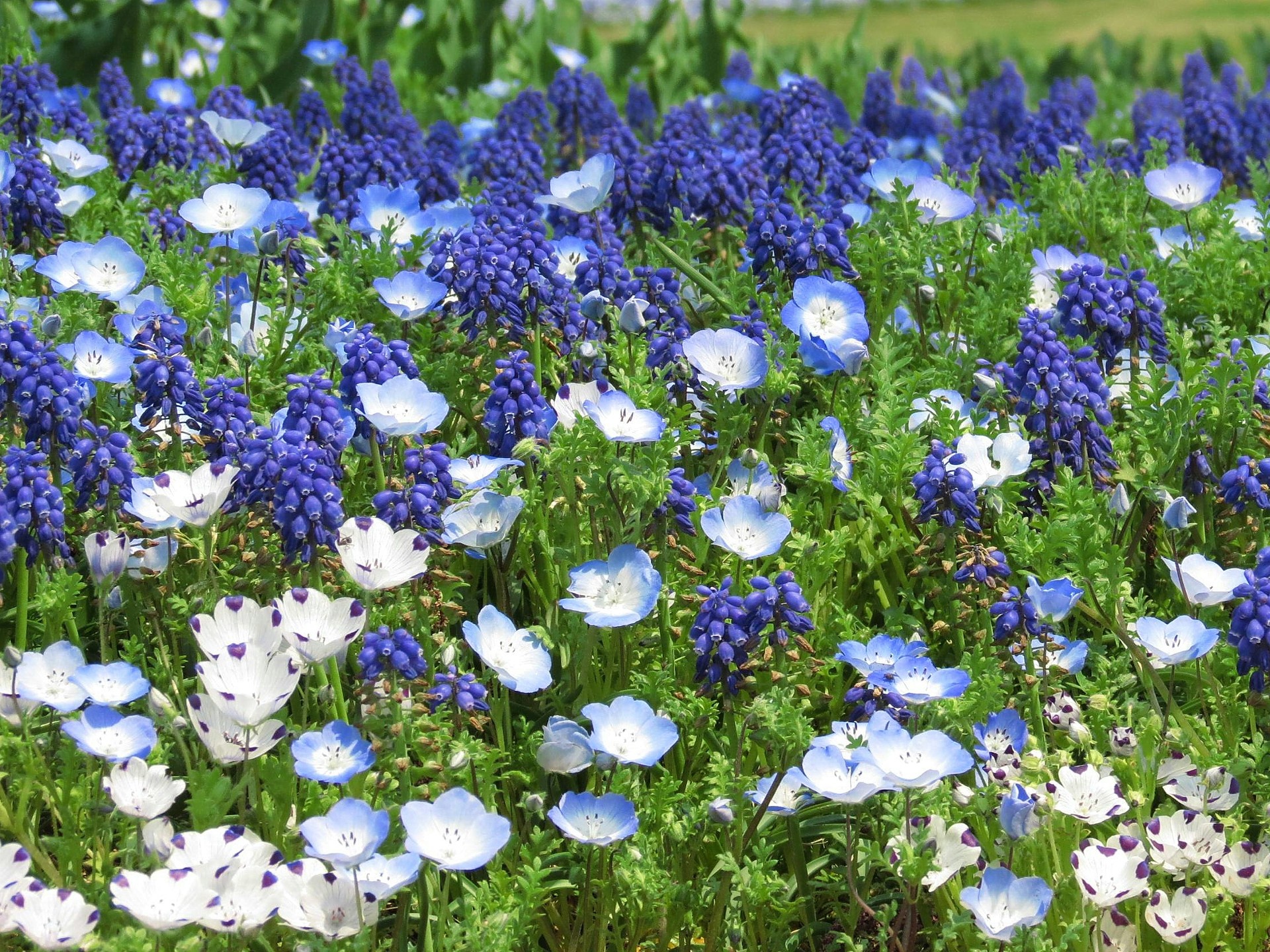 花 植物 ネモフィラに青いムスカリ 壁紙19x1440 壁紙館