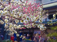 湯島天神の梅の花
