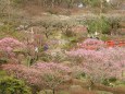 宝塚市中山観音寺の梅林