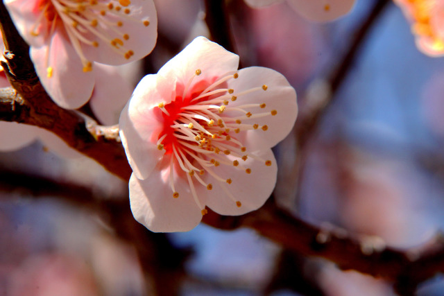 遅れて来た梅・鶯宿