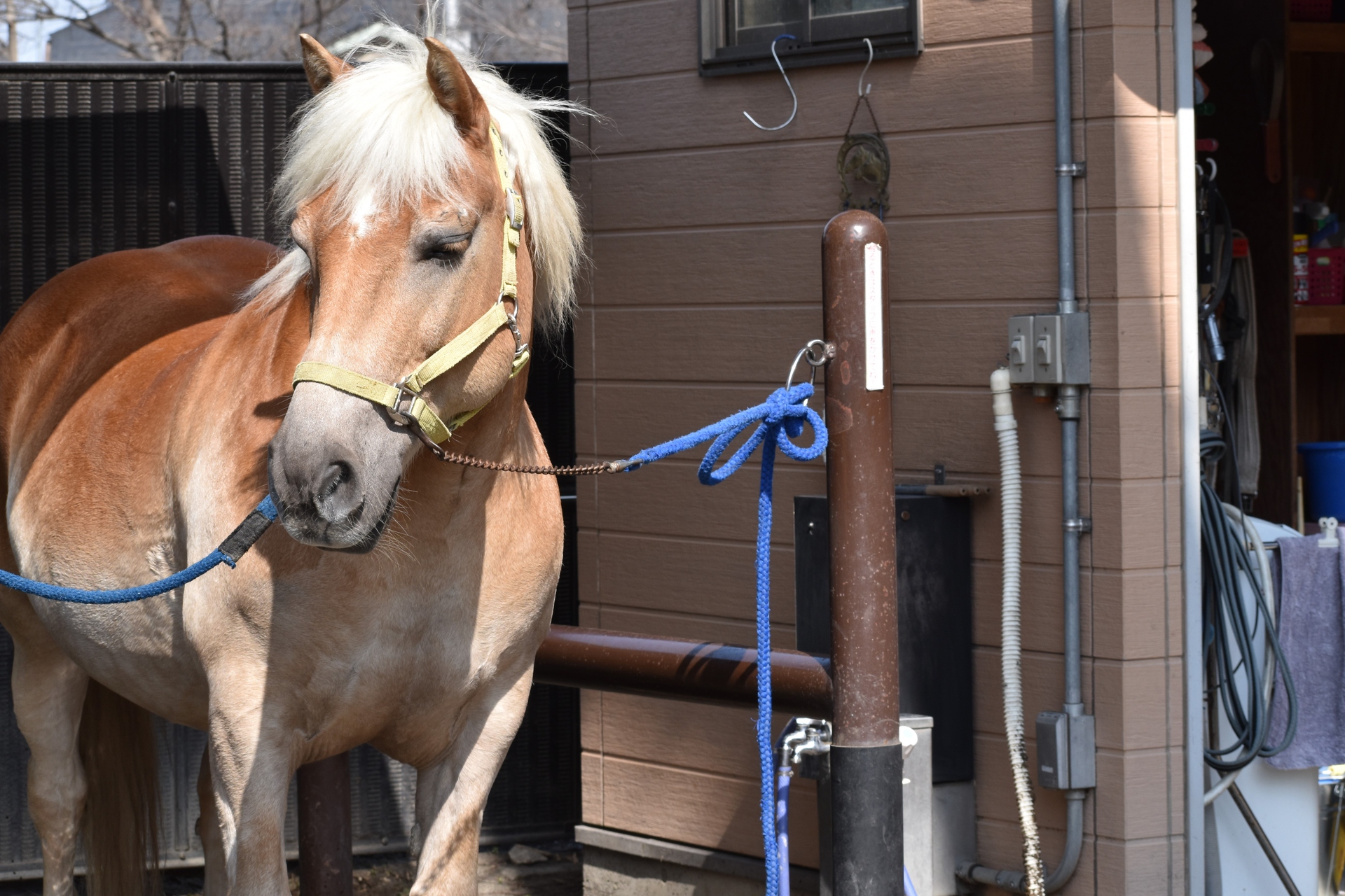 動物 その他 まつ毛がキュート 壁紙19x1280 壁紙館