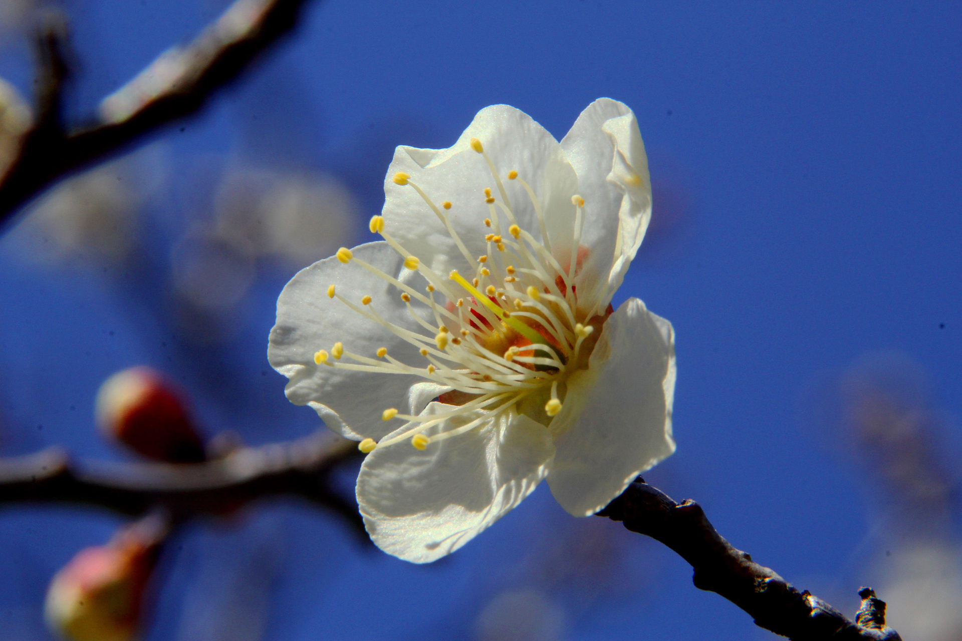 花 植物 遅れて来た梅 白加賀 壁紙19x1280 壁紙館