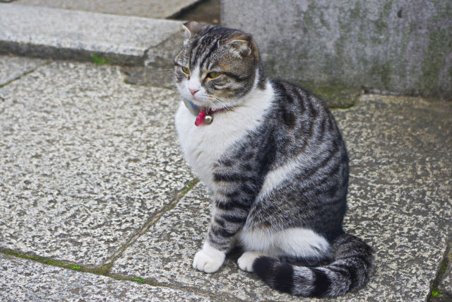 佃島で見つけた猫