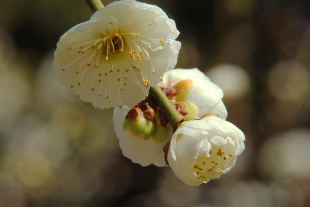 遅れて来た梅・白滝枝垂