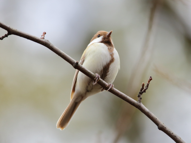 白いシジュウカラ232