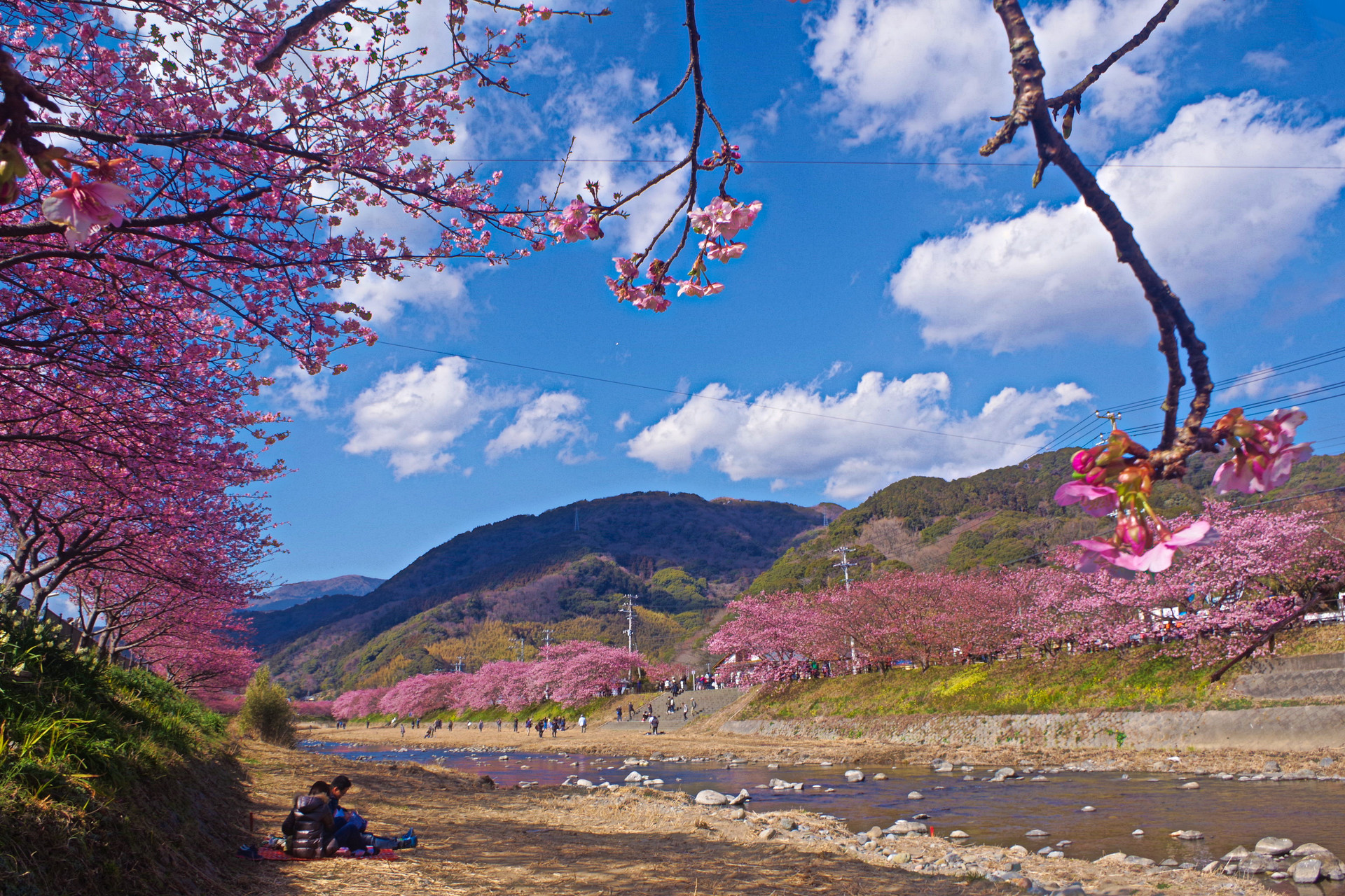 日本の風景 早春の空と河津桜 壁紙19x1280 壁紙館