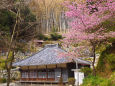 河津・涅槃堂 竹林と河津桜