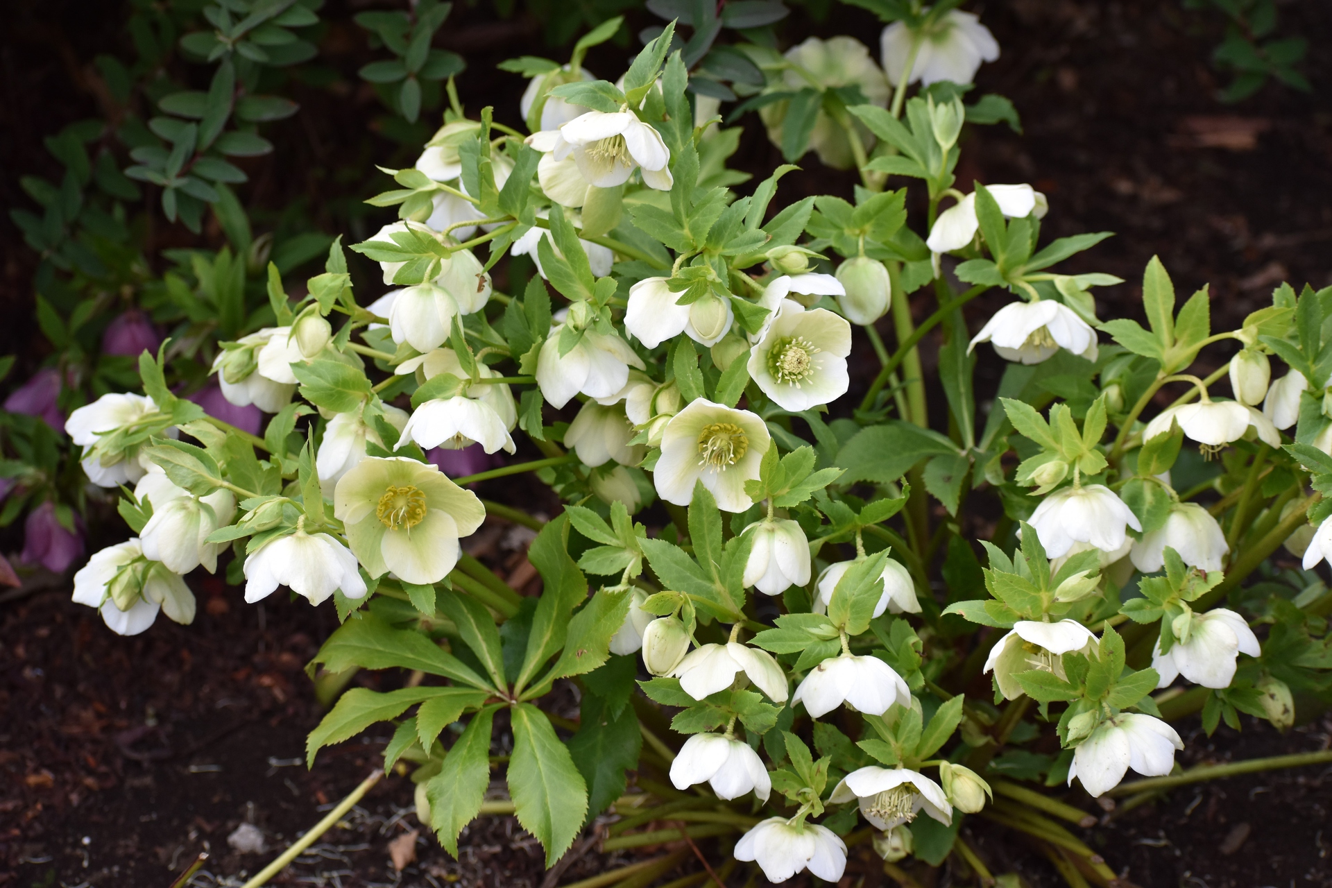 花 植物 クリスマスローズ 壁紙19x1280 壁紙館