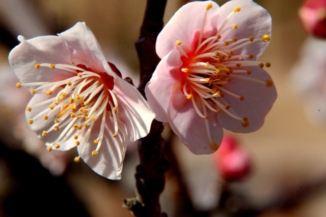 遅れて来た梅・林州