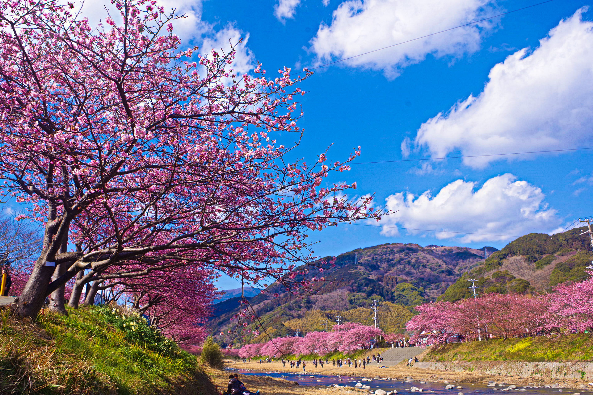 最も人気のある 桜 デスクトップ 壁紙