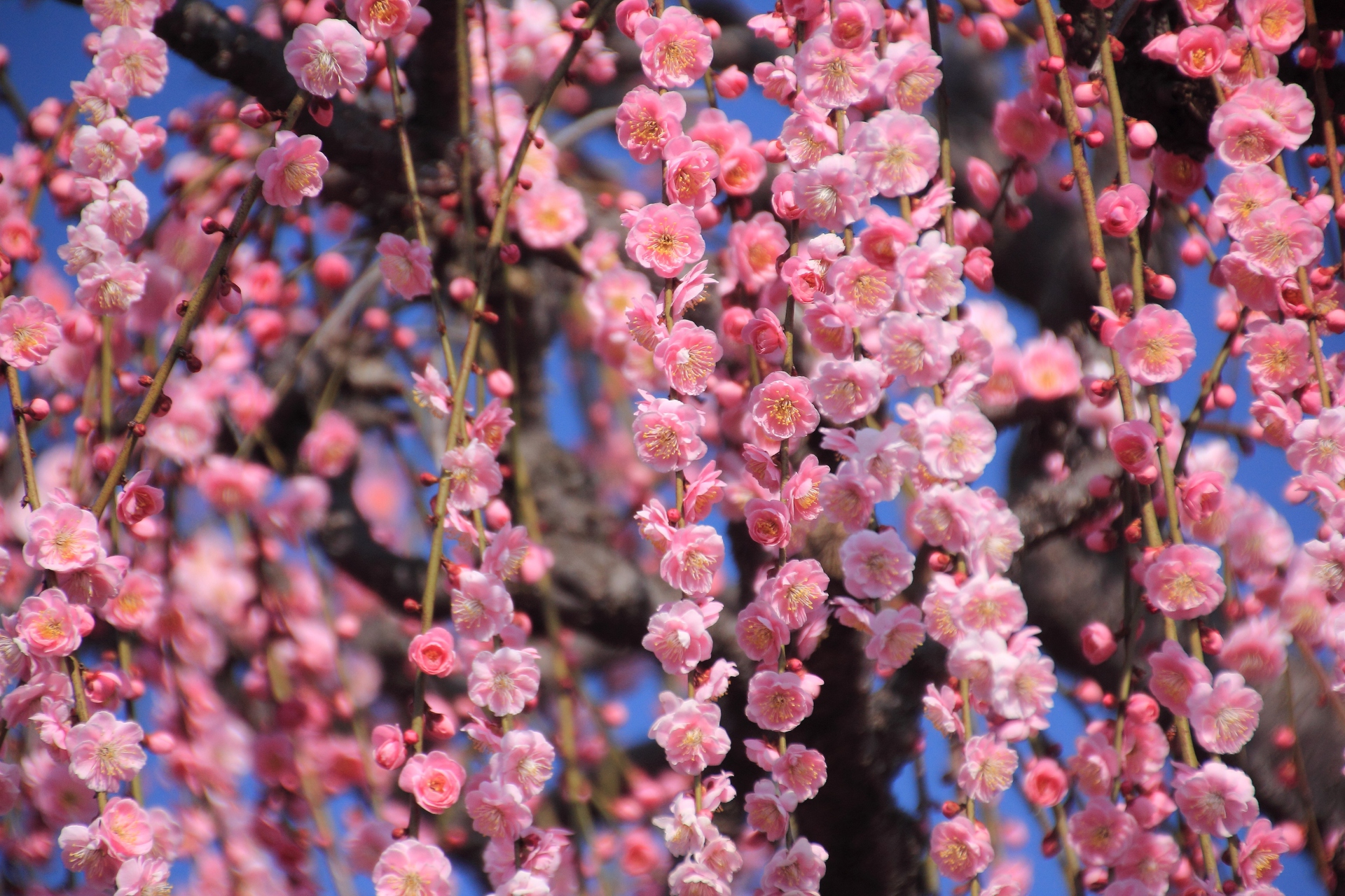 花 植物 枝垂れ梅の乱咲 壁紙19x1280 壁紙館