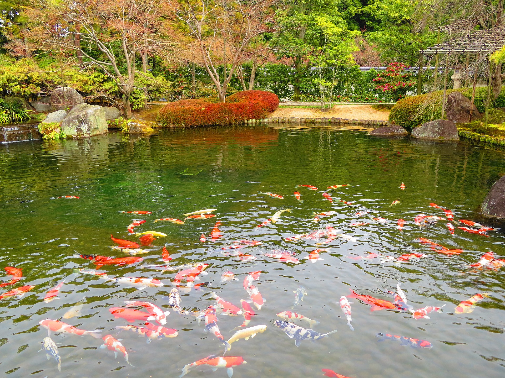 日本の風景 錦鯉群れ遊ぶ庭園の池 壁紙19x1440 壁紙館