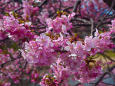 早春の煌めき 河津桜