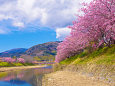 河津の桜並木