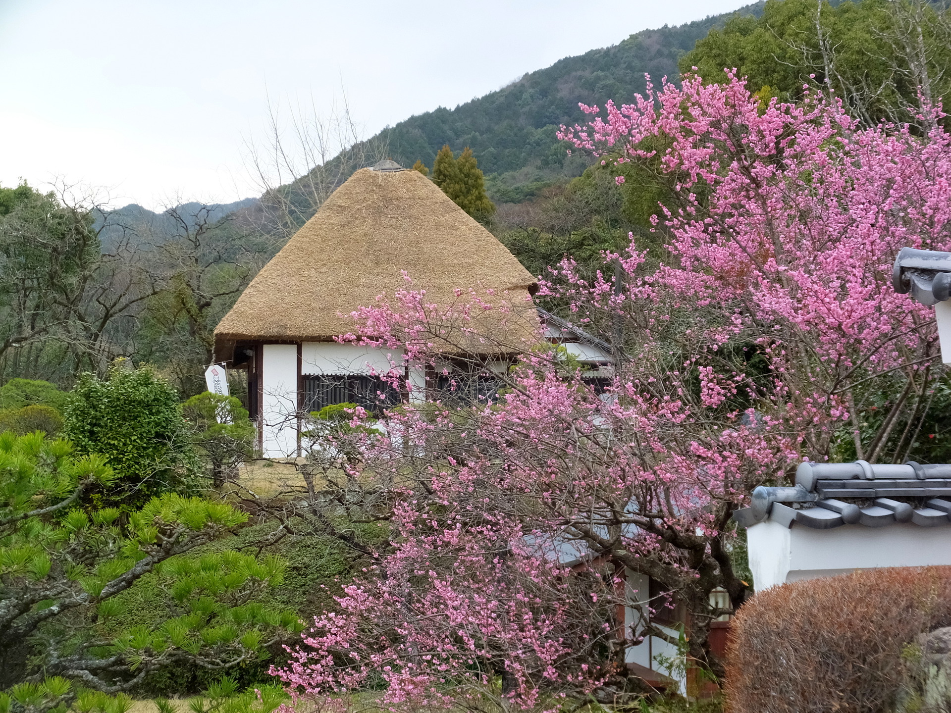 日本の風景 金立公園の春景色 壁紙19x1440 壁紙館