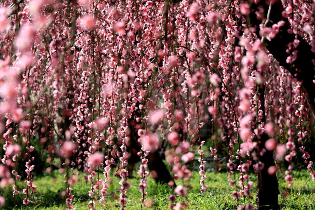 枝垂れタマスダレ