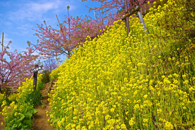 松田山の菜の花畑