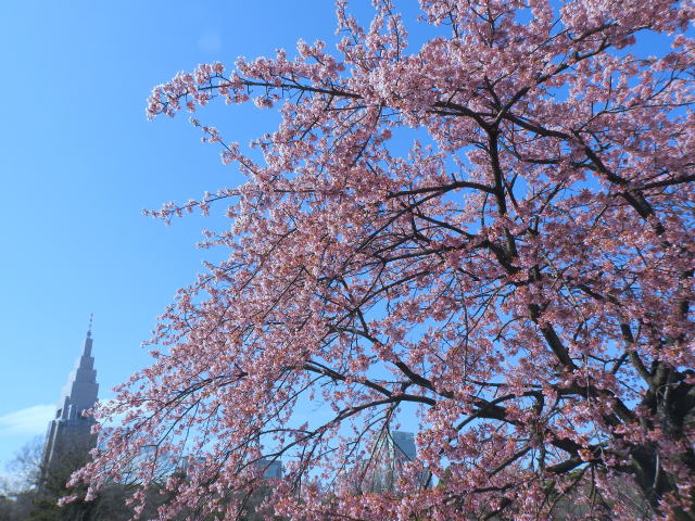 寒桜とドコモタワー