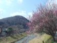 梅咲く浅川の風景