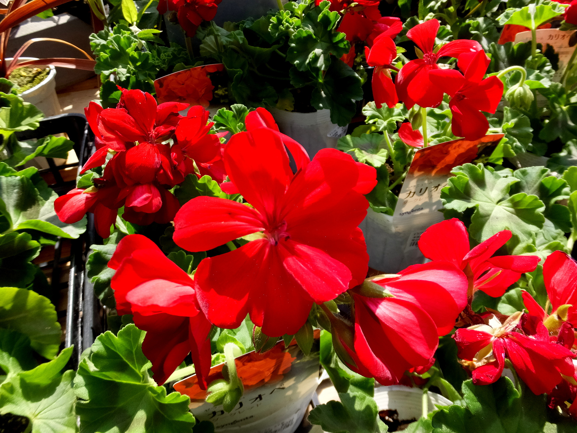 花 植物 春の赤い花 壁紙19x1440 壁紙館