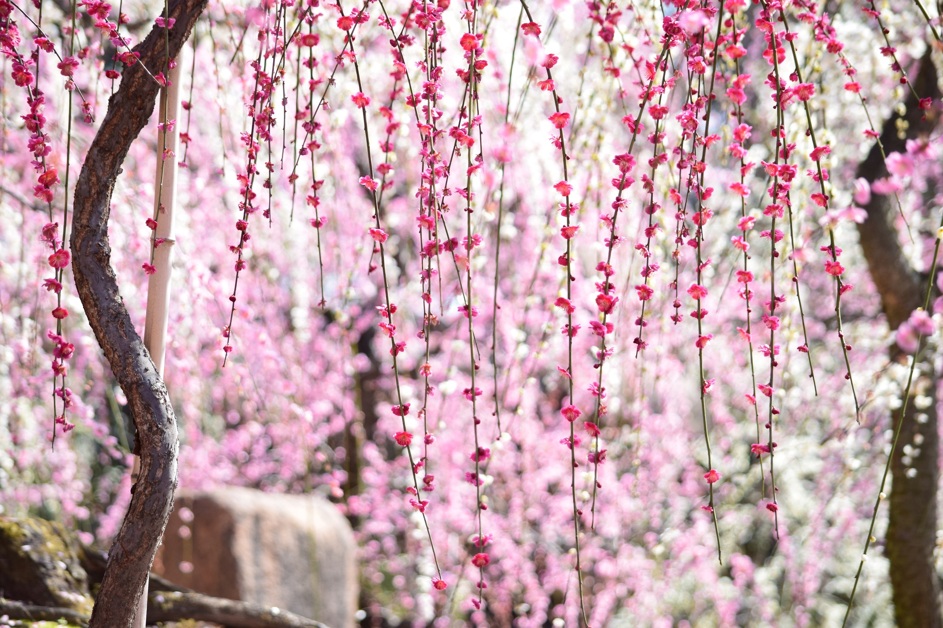 花 植物 城南宮のしだれ梅 壁紙19x1280 壁紙館