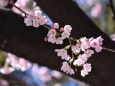 桜の幹と花