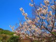 早咲きの古里桜