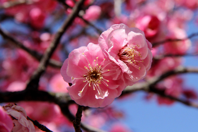 遅れて来た梅・花香美
